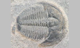 Michigan Trilobite Fossil